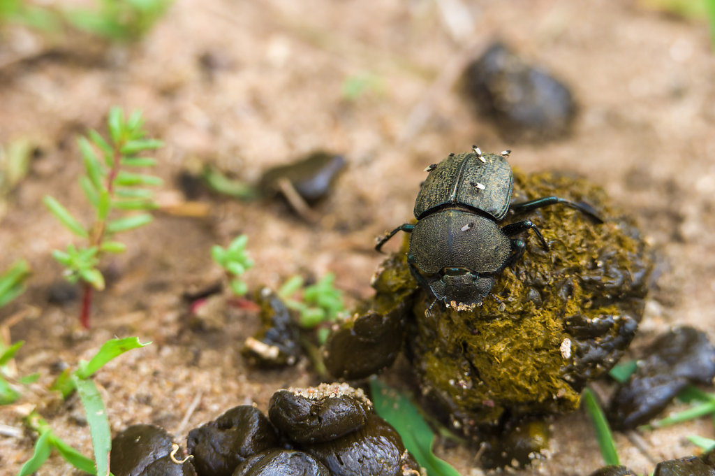 Dung beetle in Selous