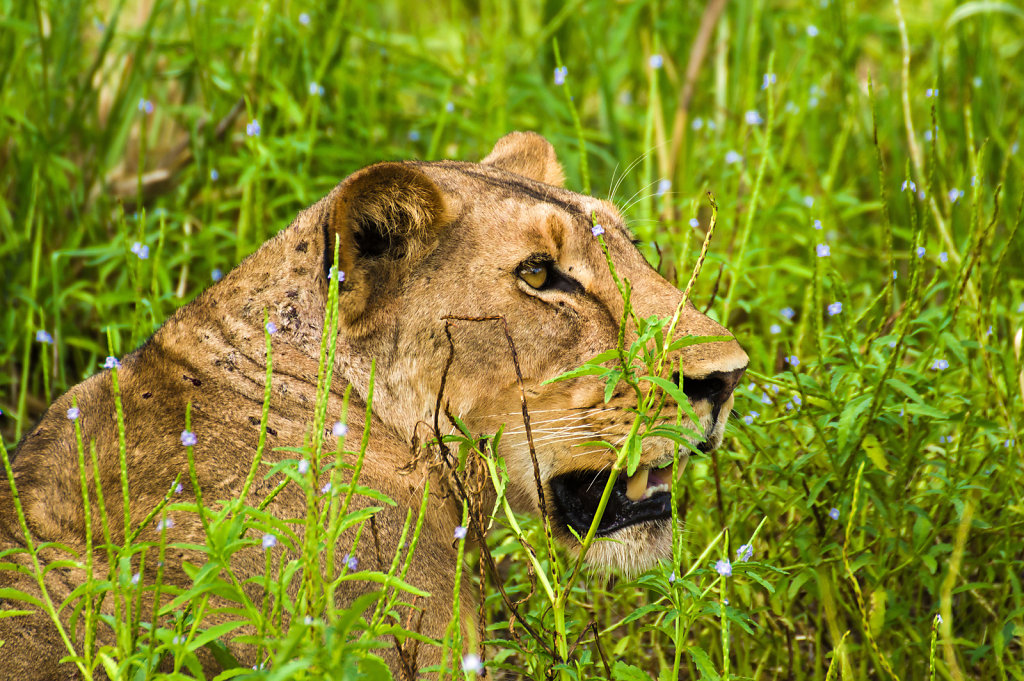 Lioness in Selous