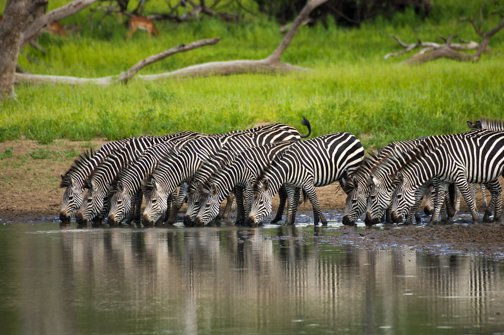 Zebras in Selous