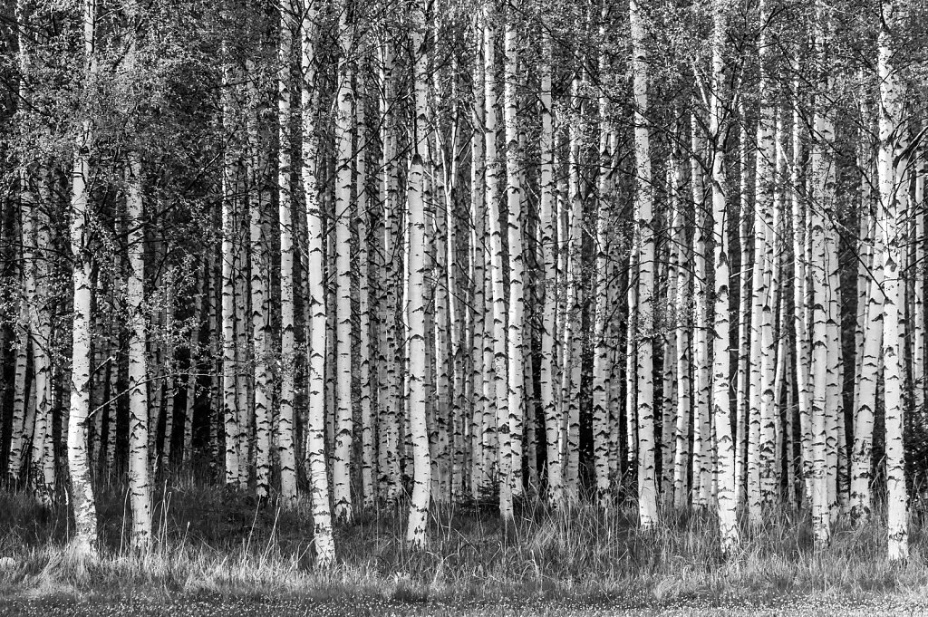 Spring-Birches-2.jpg