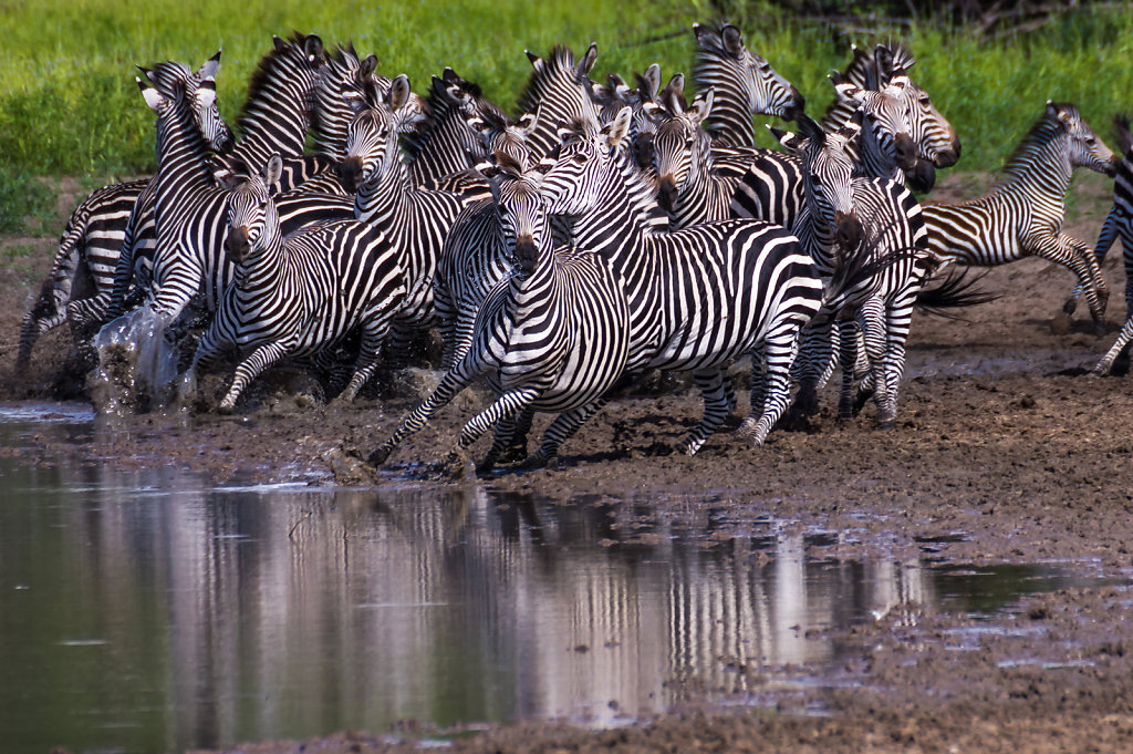 Nervy Zebras in Selous