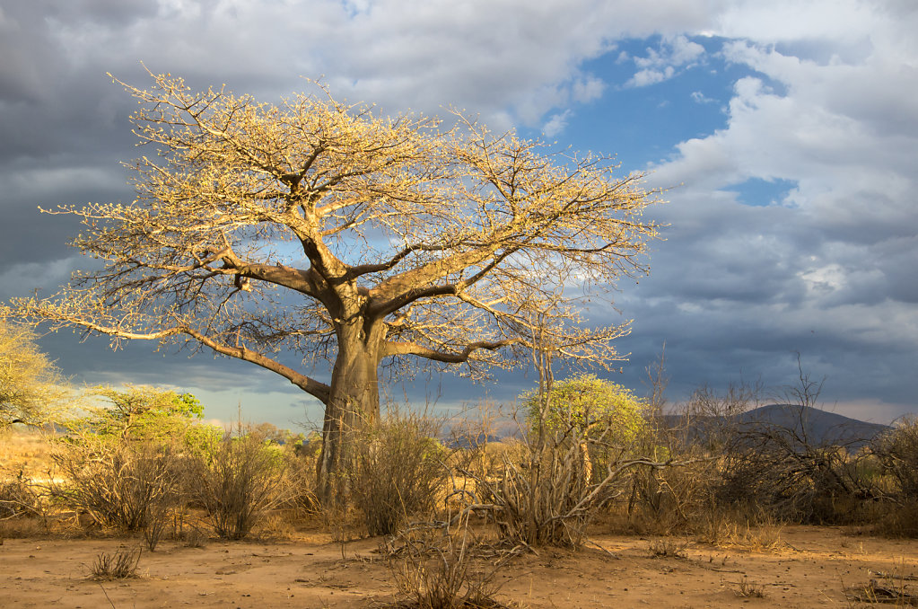 Baobab tree at Ruaha river lodge