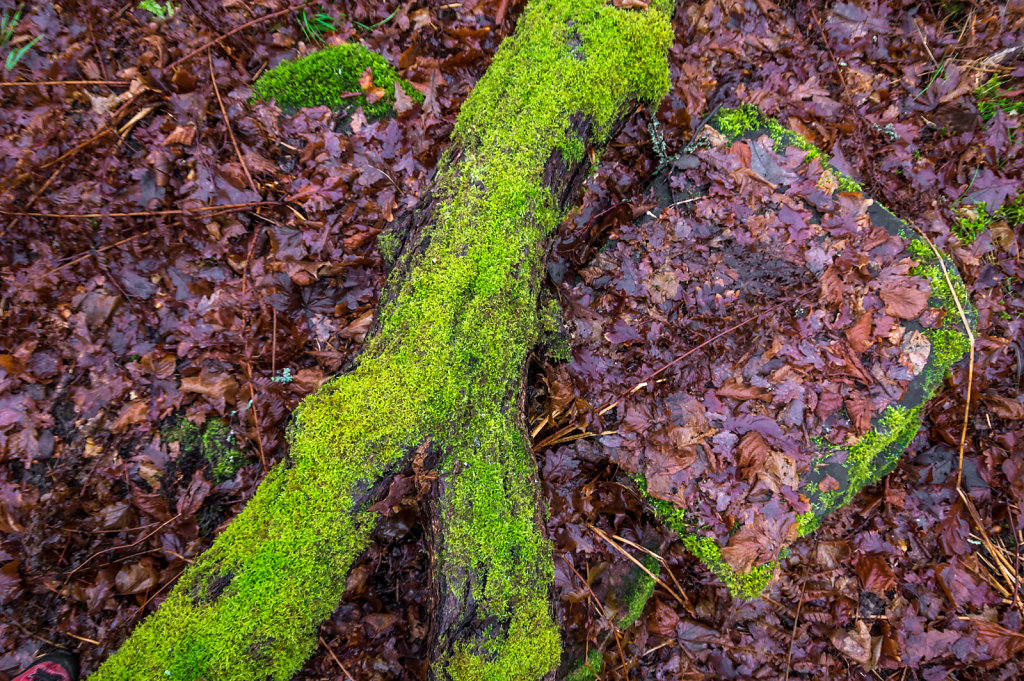 Green moss 2