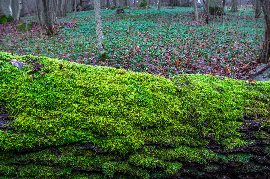 Green moss 1