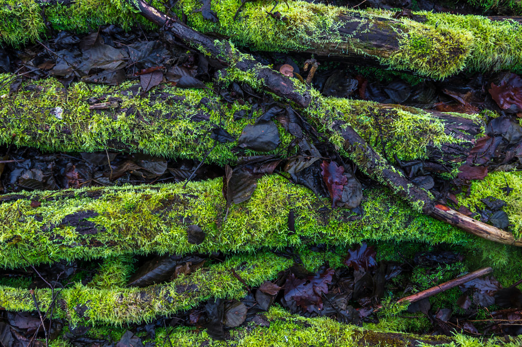 Green moss 8