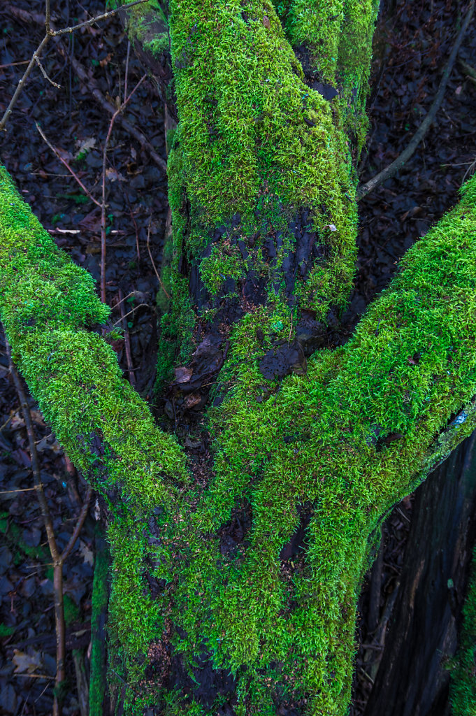 Green moss 4