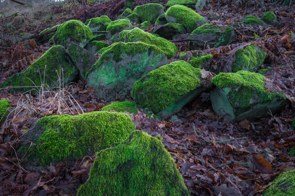 Green moss 7